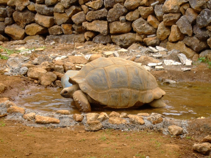 Mauritius 2010 - 0283 